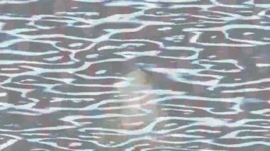 Yaratıcı video düzenleme film tasarımı için benzersiz hareket grafikleri biçimi giriş hareketi video pro