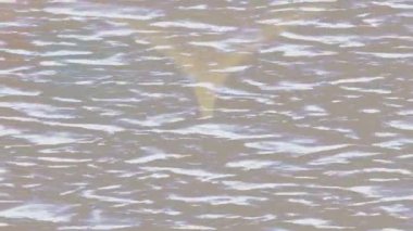 Profesyonel video projeleri sanat tarzı için organik hareketli arkaplan tasarımı