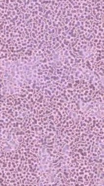 Dijital doku yüzey tasarım biçimi ile modern video animasyonu için gelişmiş hareket grafikleri