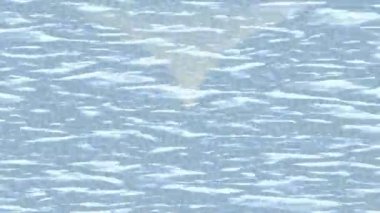 Soyut hareket desenli fütüristik video üretimi için dinamik dijital arkaplan