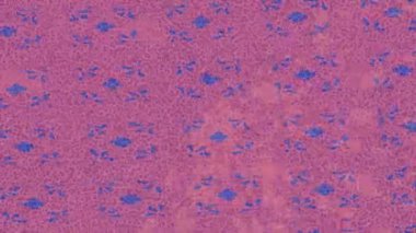 Lüks hareket tasarımı üst düzey video projeleri ve dijital sanat için zarif, pürüzsüz bir dokusu var.