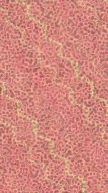 Benzersiz dijital hareket grafiklerine sahip yaratıcı sinematik projeler için yumuşak animasyon yüzeyi