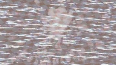 Yaratıcı video düzenleme film arkaplan tasarımı için minimalist organik hareket grafikleri