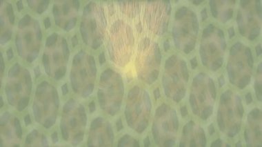 Lüks hareket tasarımı üst düzey video projeleri ve dijital sanat için zarif, pürüzsüz bir dokusu var.