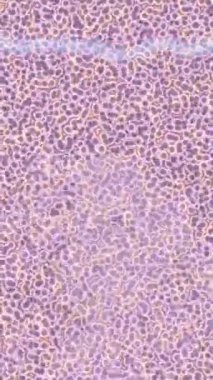 Dijital doku yüzey tasarım biçimi ile modern video animasyonu için gelişmiş hareket grafikleri