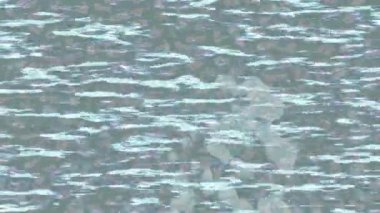 Benzersiz dijital hareket grafiklerine sahip yaratıcı sinematik projeler için yumuşak animasyon yüzeyi