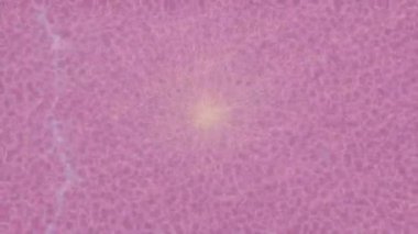 Yaratıcı video düzenleme film tasarımı için benzersiz hareket grafikleri biçimi giriş hareketi video pro