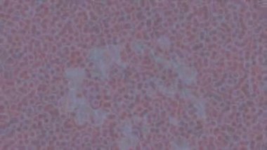 Dijital doku yüzey tasarım biçimi ile modern video animasyonu için gelişmiş hareket grafikleri