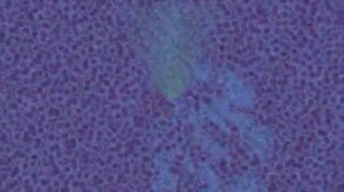 Estetik doku arkaplan tasarımı renkli hareket grafikleri ile moda film giriş profosyoneli