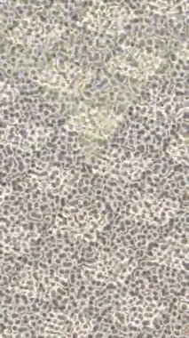 Organik desenli yüzey giriş stili video film sanatı ile soyut arkaplan tasarımı