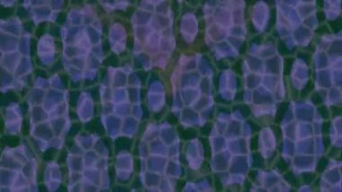 Lüks hareket tasarımı üst düzey video projeleri ve dijital sanat için zarif, pürüzsüz bir dokusu var.