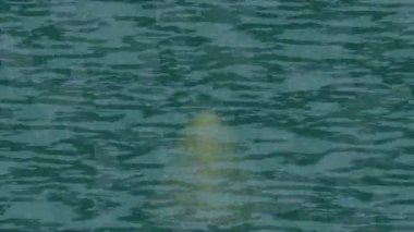 Lüks hareket tasarımı üst düzey video projeleri ve dijital sanat için zarif, pürüzsüz bir dokusu var.