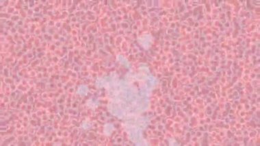 Estetik doku arkaplan tasarımı renkli hareket grafikleri ile moda film giriş profosyoneli