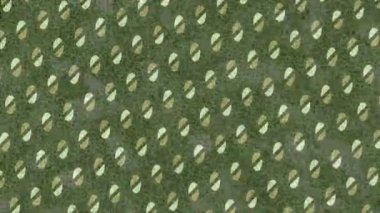 Yaratıcı video düzenleme film arkaplan tasarımı için minimalist organik hareket grafikleri