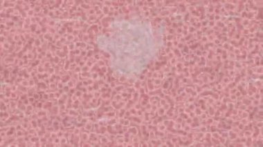 Yaratıcı video düzenleme film arkaplan tasarımı için minimalist organik hareket grafikleri