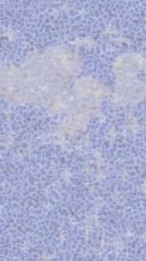 Soyut hareket desenli fütüristik video üretimi için dinamik dijital arkaplan