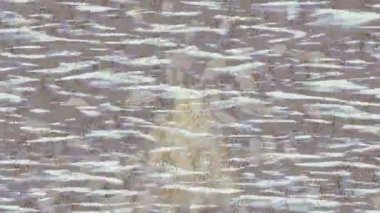 Benzersiz dijital hareket grafiklerine sahip yaratıcı sinematik projeler için yumuşak animasyon yüzeyi