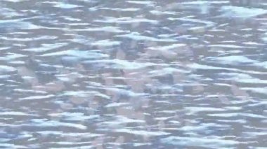 Benzersiz dijital hareket grafiklerine sahip yaratıcı sinematik projeler için yumuşak animasyon yüzeyi