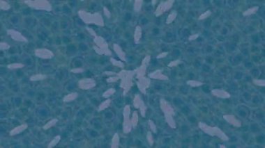 Dijital doku yüzey tasarım biçimi ile modern video animasyonu için gelişmiş hareket grafikleri