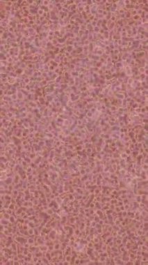 Lüks hareket tasarımı üst düzey video projeleri ve dijital sanat için zarif, pürüzsüz bir dokusu var.