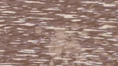 Lüks hareket projeleri için soyut tasarım stili animasyonu olan üst düzey dijital doku