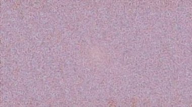 Profesyonel video projeleri sanat tarzı için organik hareketli arkaplan tasarımı