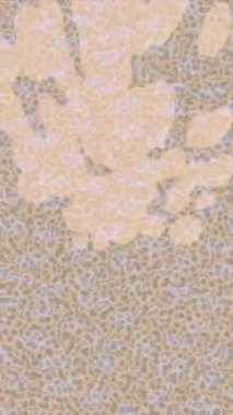 Profesyonel video projeleri sanat tarzı için organik hareketli arkaplan tasarımı