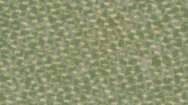 Lüks hareket tasarımı üst düzey video projeleri ve dijital sanat için zarif, pürüzsüz bir dokusu var.