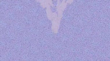 Estetik doku arkaplan tasarımı renkli hareket grafikleri ile moda film giriş profosyoneli