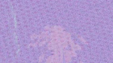 Yaratıcı video düzenleme film tasarımı için benzersiz hareket grafikleri biçimi giriş hareketi video pro