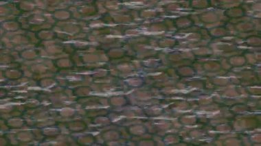 Lüks hareket tasarımı üst düzey video projeleri ve dijital sanat için zarif, pürüzsüz bir dokusu var.