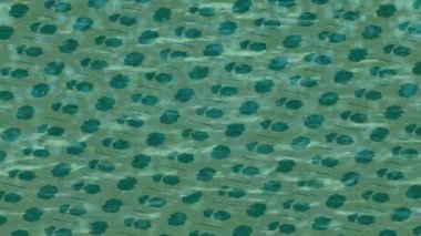 Benzersiz dijital hareket grafiklerine sahip yaratıcı sinematik projeler için yumuşak animasyon yüzeyi