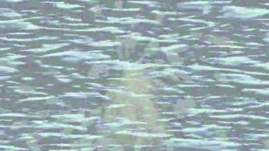 Dijital doku yüzey tasarım biçimi ile modern video animasyonu için gelişmiş hareket grafikleri