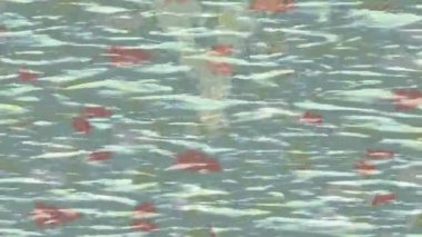 Profesyonel video projeleri sanat tarzı için organik hareketli arkaplan tasarımı