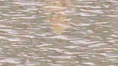 Lüks hareket tasarımı üst düzey video projeleri ve dijital sanat için zarif, pürüzsüz bir dokusu var.