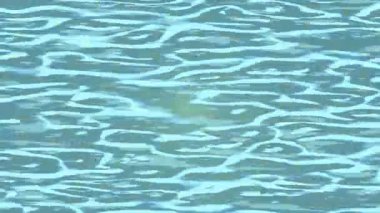 Lüks hareket tasarımı üst düzey video projeleri ve dijital sanat için zarif, pürüzsüz bir dokusu var.