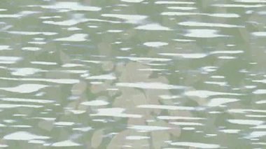 Lüks hareket projeleri için soyut tasarım stili animasyonu olan üst düzey dijital doku