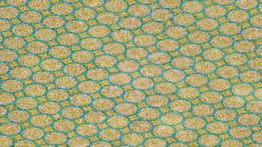 Organik desenli yüzey giriş stili video film sanatı ile soyut arkaplan tasarımı