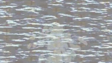 Yaratıcı video düzenleme film tasarımı için benzersiz hareket grafikleri biçimi giriş hareketi video pro