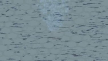 Lüks hareket tasarımı üst düzey video projeleri ve dijital sanat için zarif, pürüzsüz bir dokusu var.