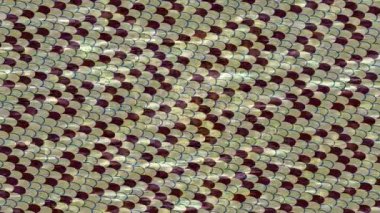 Yaratıcı video düzenleme film arkaplan tasarımı için minimalist organik hareket grafikleri