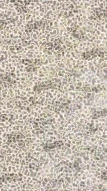 Dijital doku yüzey tasarım biçimi ile modern video animasyonu için gelişmiş hareket grafikleri