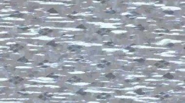 Estetik doku arkaplan tasarımı renkli hareket grafikleri ile moda film giriş profosyoneli