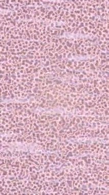 Profesyonel video projeleri sanat tarzı için organik hareketli arkaplan tasarımı