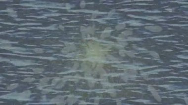 Lüks hareket tasarımı üst düzey video projeleri ve dijital sanat için zarif, pürüzsüz bir dokusu var.