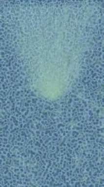 Profesyonel video projeleri sanat tarzı için organik hareketli arkaplan tasarımı