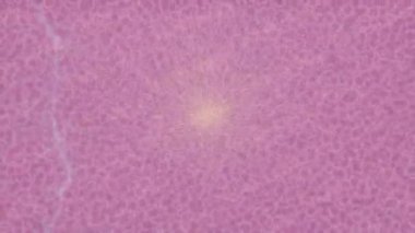 Yaratıcı video düzenleme film tasarımı için benzersiz hareket grafikleri biçimi giriş hareketi video pro