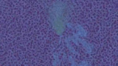 Estetik doku arkaplan tasarımı renkli hareket grafikleri ile moda film giriş profosyoneli