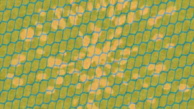 Soyut hareket desenli fütüristik video üretimi için dinamik dijital arkaplan