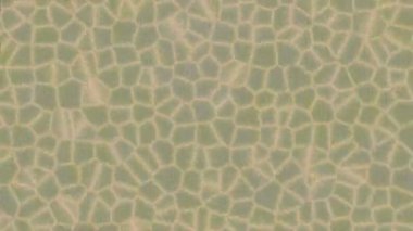 Profesyonel video projeleri sanat tarzı için organik hareketli arkaplan tasarımı